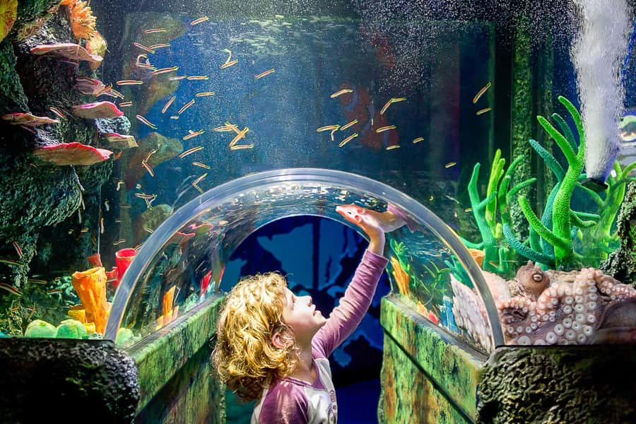 SEA LIFE Sydney Aquarium Entry Ticket - Ticket Value: Why $31 Can Actually Feel Like a Deal