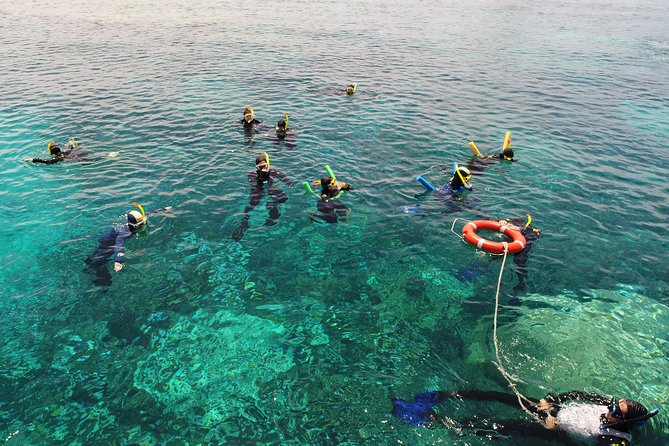 Seastar Luxury Outer Great Barrier Reef Island and Reef Tour - Michaelmas Cay: Coral Cay Energy and the Glass-Bottom Bonus