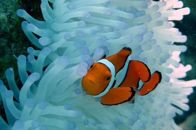 Seastar Luxury Outer Great Barrier Reef Island and Reef Tour - Hastings Reef: Second Stop Snorkeling With More Confidence