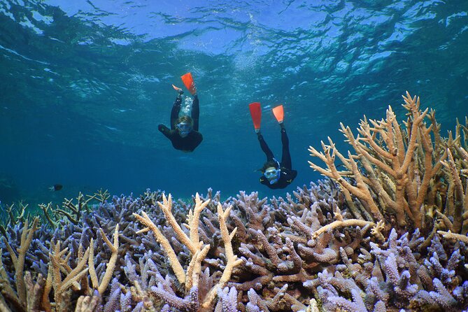 Silversonic Outer Great Barrier Reef Cruise from Port Douglas - Three Reef Stops and About Five Hours in the Water