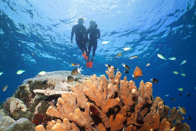 Silversonic Outer Great Barrier Reef Cruise from Port Douglas - Onboard Comfort and Food: The Parts That Make the Day Worth It