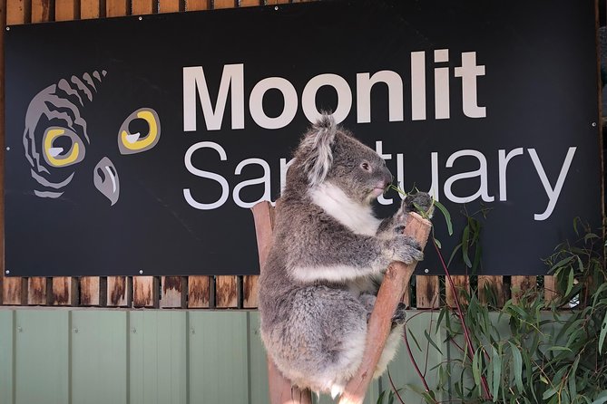 Small-Group Phillip Island Afternoon Day Trip from Melbourne - Should you book it?