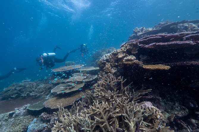 Snorkel & Dive the Reef: Sustainable, Scientific & Cultural Tour - Dry reef viewing: glass-bottom boat, semi-submersible, and underwater observatory