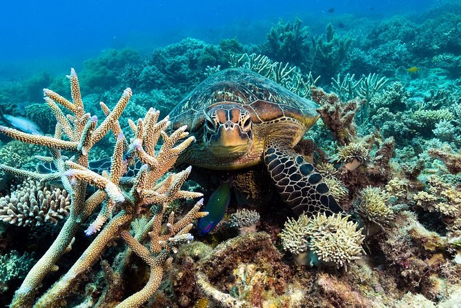 Snorkel & Dive the Reef: Sustainable, Scientific & Cultural Tour - Food, comfort, and schedule: buffet lunch that actually helps