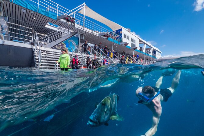 Snorkel & Dive the Reef: Sustainable, Scientific & Cultural Tour - Snorkeling on the Reef: gear, stinger-suit protection, and a safety zone