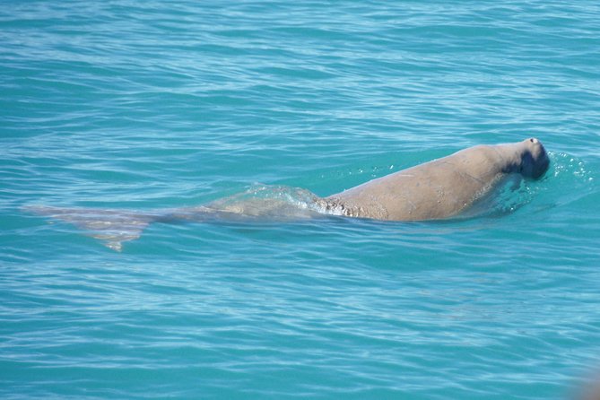 Snubfin Dolphin Eco Cruise from Broome - Price and value: what $110.24 covers on a 4-hour adventure