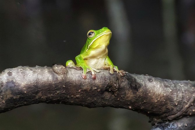 Solar Whisper Daintree River Crocodile and Wildlife Cruise - Solar-Powered Cruising on the Daintree: Why the Quiet Matters