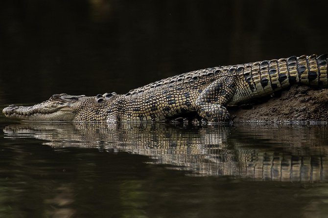 Solar Whisper Daintree River Crocodile and Wildlife Cruise - Stop One: Your Wildlife Cruise Segment (What the Loop Really Feels Like)