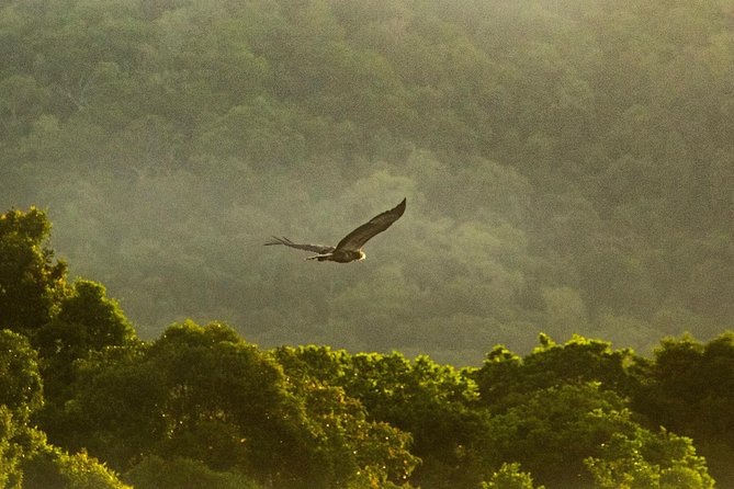 Solar Whisper Daintree River Crocodile and Wildlife Cruise - Small-Group Comfort: Better Seats, Better Sightlines
