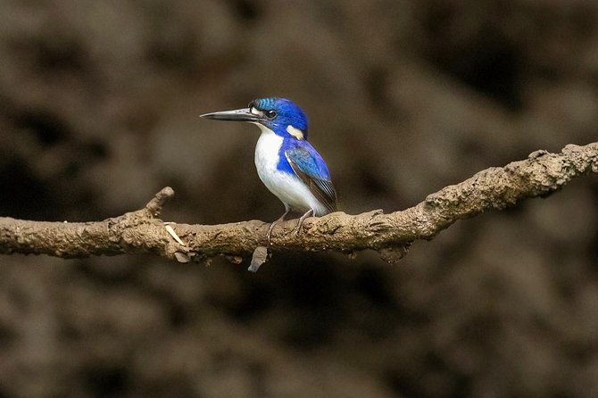 Solar Whisper Daintree River Crocodile and Wildlife Cruise - Where You Start and How the Day Flows from Port Douglas