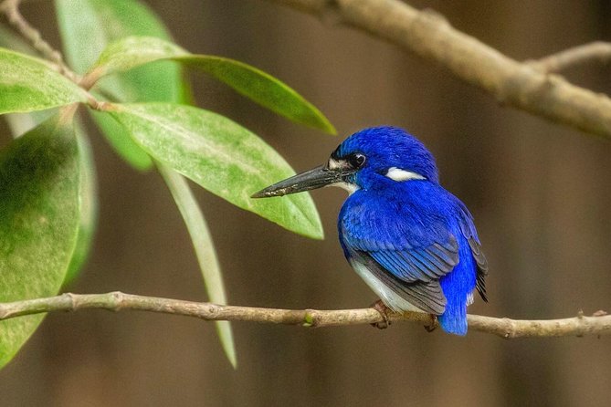 Solar Whisper Daintree River Crocodile and Wildlife Cruise - Price and Value: Is $25.10 a Fair Deal?