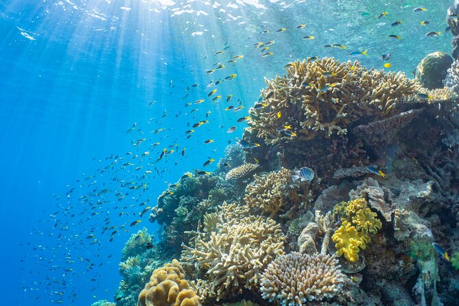 Sunlover Reef Cruises Cairns Great Barrier Reef Experience - Optional add-ons: when to pay extra and when to save
