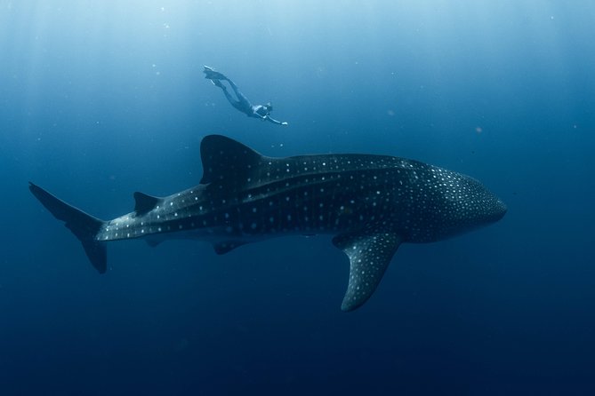Swim with Whale Sharks in the Ningaloo Reef: 3 Island Shark Dive - Whale Shark Swims: Expect Multiple Chances, Not One Gamble