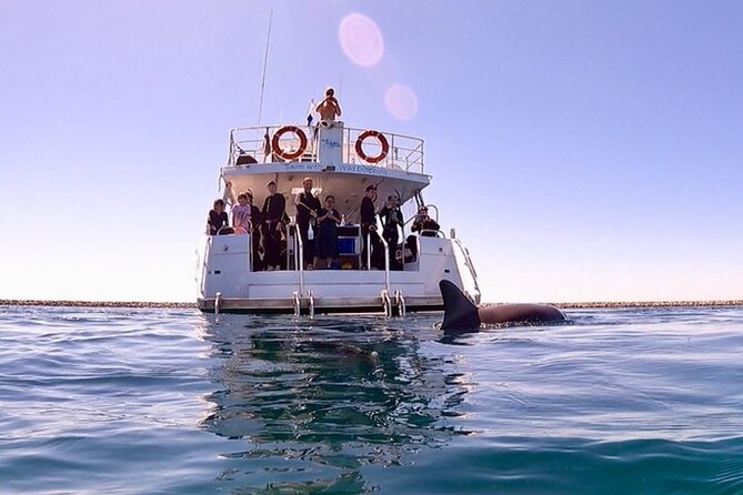 Swim with Wild Dolphins Day Tour - Key things to know before you go