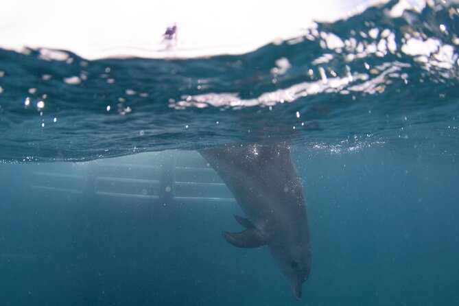 Swim with Wild Dolphins Day Tour - Finding the dolphins: what the crew’s local know-how changes