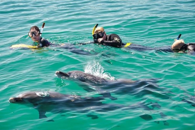 Swim with Wild Dolphins Day Tour - Meeting at Val Street Jetty: starting your day without stress
