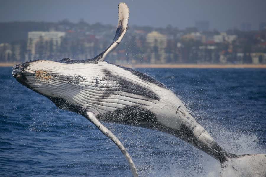 Sydney: 2-hour Express Whale Watching Cruise - Where You Board: Circular Quay Wharf 6 in 15 Minutes or Less