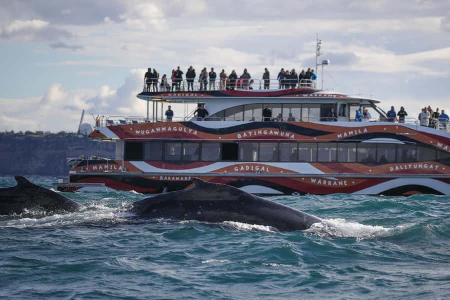 Sydney: 2-hour Express Whale Watching Cruise - The Express Route: Why 20 Minutes Changes the Whole Cruise