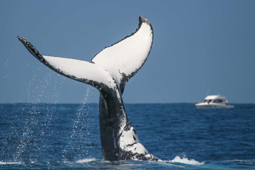Sydney: 2-hour Express Whale Watching Cruise - Price and Value: Is $63 Worth It?