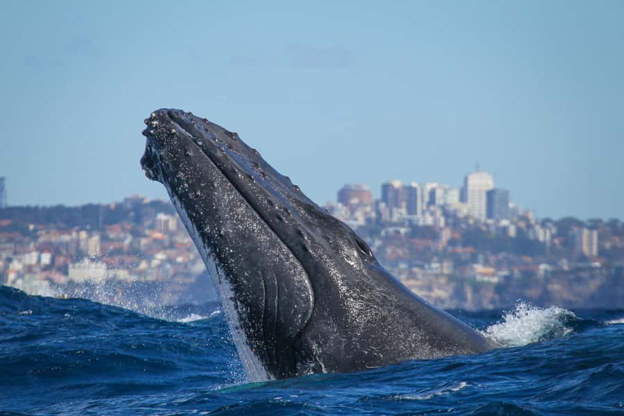 Sydney: 2-hour Express Whale Watching Cruise - Fantasea Crystal and the Best Seats for Whale Watching