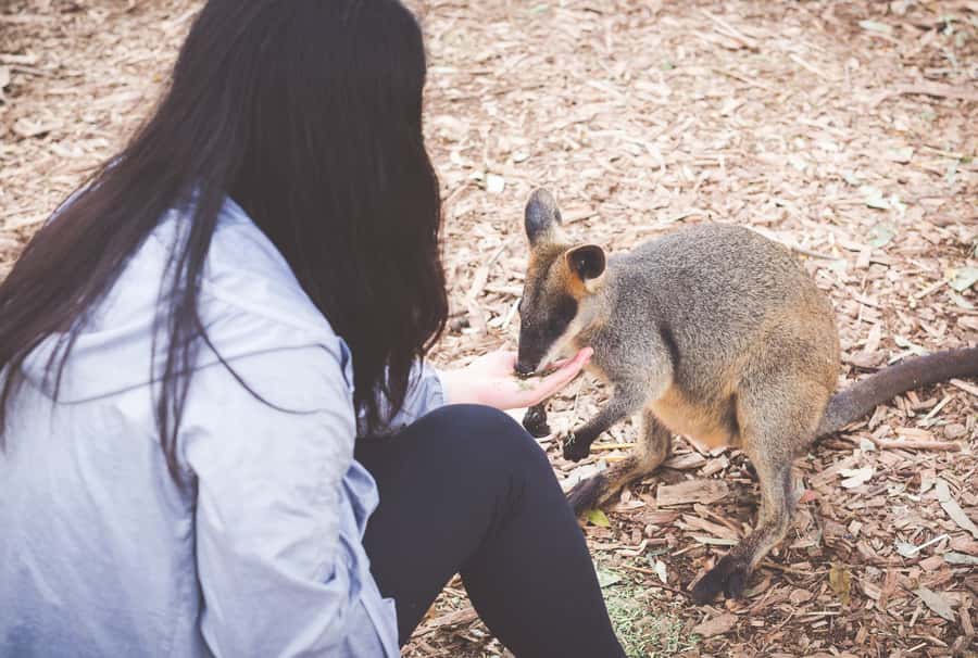 Sydney: Blue Mountains Wildlife & Bushwalk Small-Group Tour - Key things to know before you go
