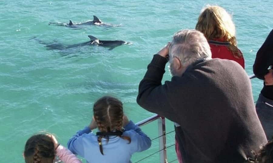Sydney: Jervis Bay Day Trip with Dolphins, Roos & Beach Time - Key highlights worth your time