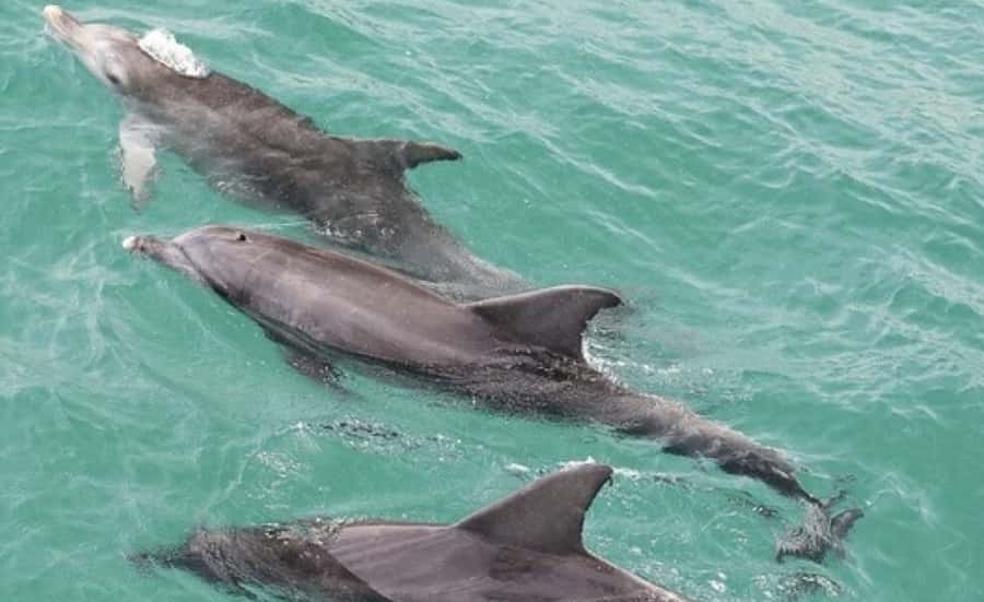 Sydney: Jervis Bay Day Trip with Dolphins, Roos & Beach Time - Getting to Jervis Bay: the ride is part of the deal