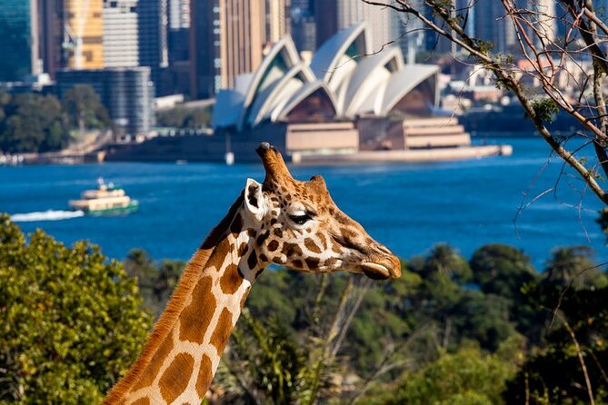 Sydney Taronga Zoo General Entry Ticket - Key Highlights Worth Knowing