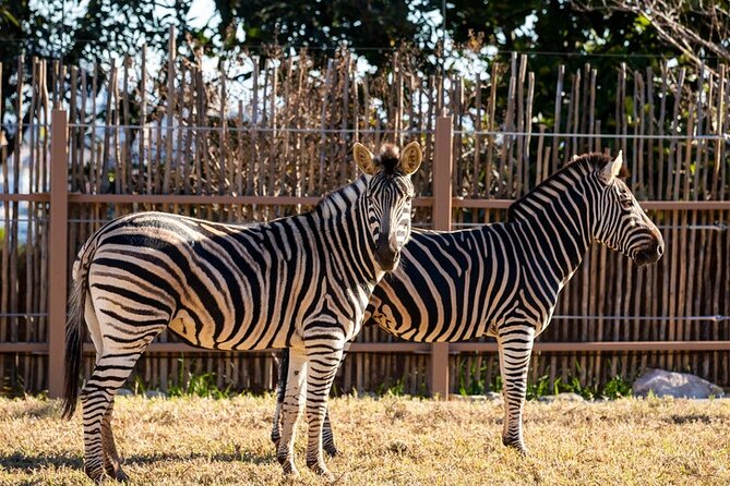 Sydney Taronga Zoo General Entry Ticket - Food, Picnics, and Hot-Day Realities