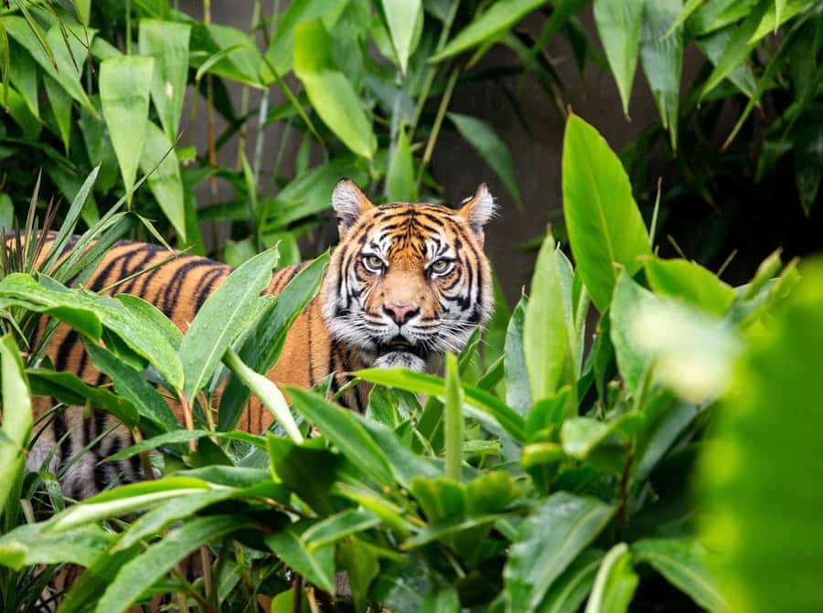 Sydney: Taronga Zoo Ticket with Return Ferry - Key Points Before You Go