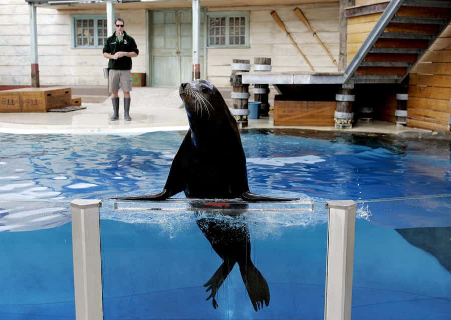 Sydney: Taronga Zoo Ticket with Return Ferry - Who This Is Best For (and Who Might Need a Different Plan)