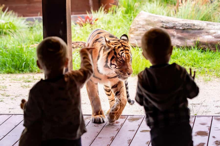 Sydney: Taronga Zoo Ticket with Return Ferry - Board the Ferry: What the Harbour Ride Adds (and What to Watch)