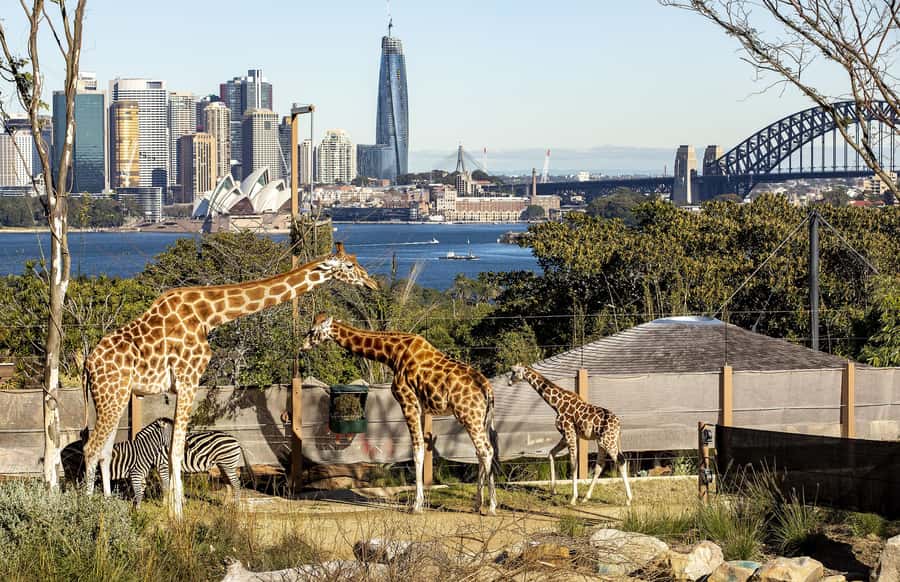 Sydney: Taronga Zoo Ticket with Return Ferry - Comfort Tips: Hills, Shoes, Hats, and Inside-the-Park Transport Options
