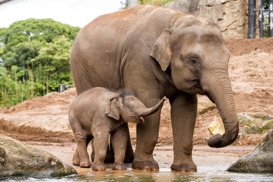 Sydney: Taronga Zoo Ticket with Return Ferry - Food, Facilities, and The Realistic Expectation Check