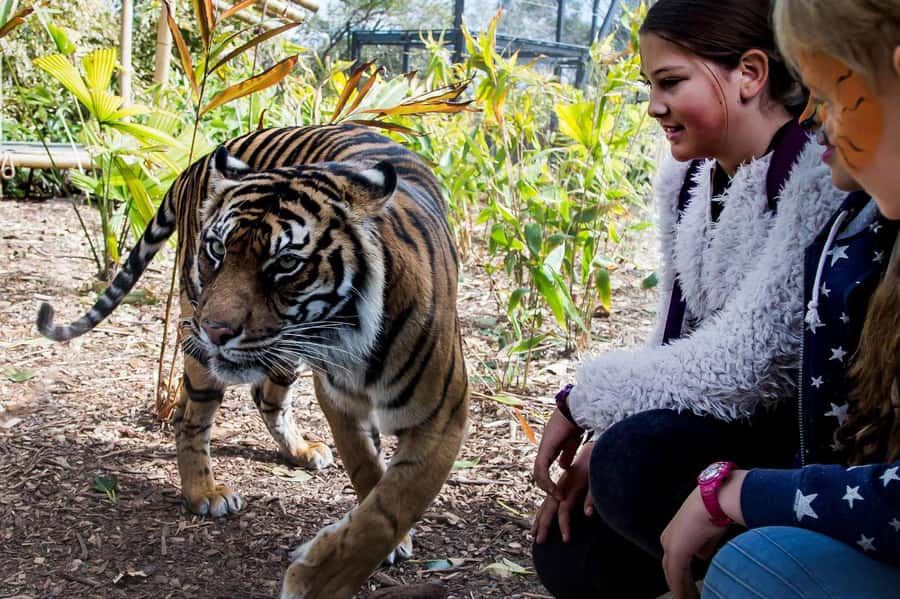 Sydney: Taronga Zoo Ticket with Return Ferry - Price and Value at Around $55 Per Person