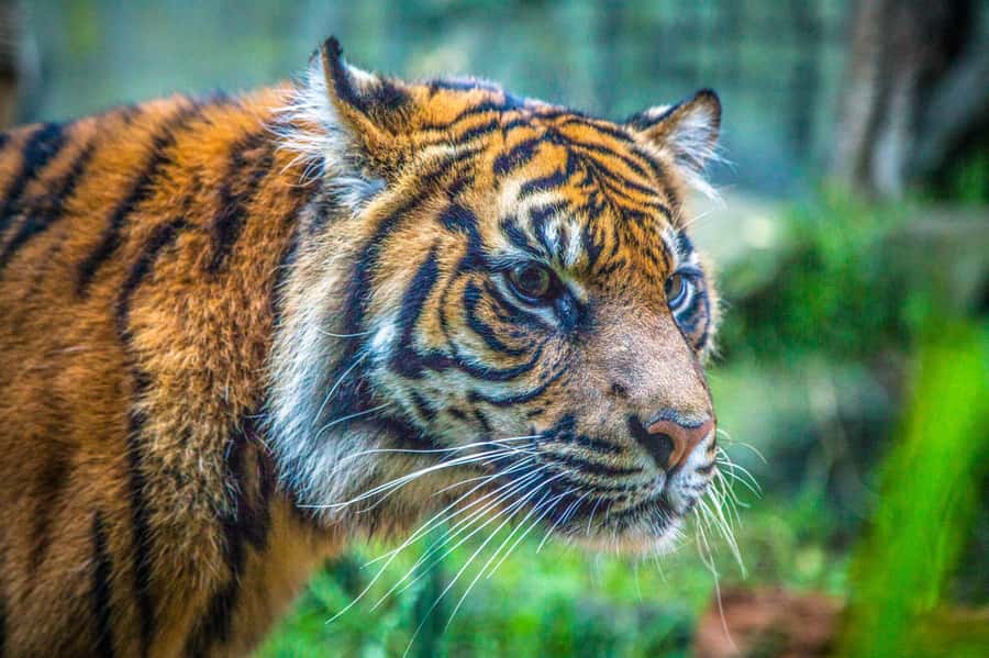 Sydney: Taronga Zoo Tickets - Key Highlights You’ll Feel Fast