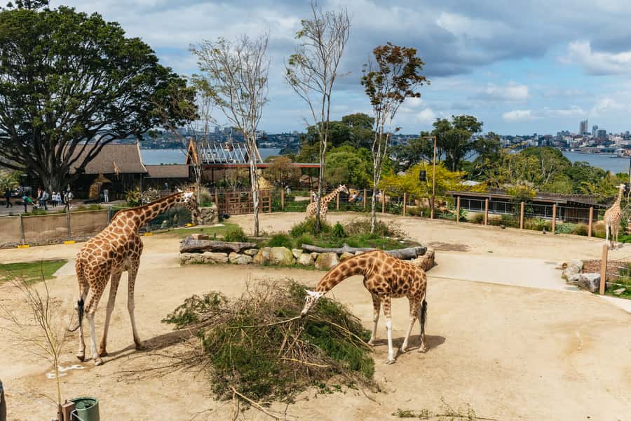 Sydney: Taronga Zoo Tickets - Arriving at the Zoo: Plan Your Route Like a Local