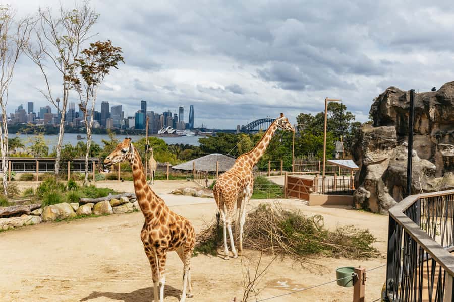 Sydney: Taronga Zoo Tickets - The 9 Trails Experience: How to Choose What You’ll Love Most