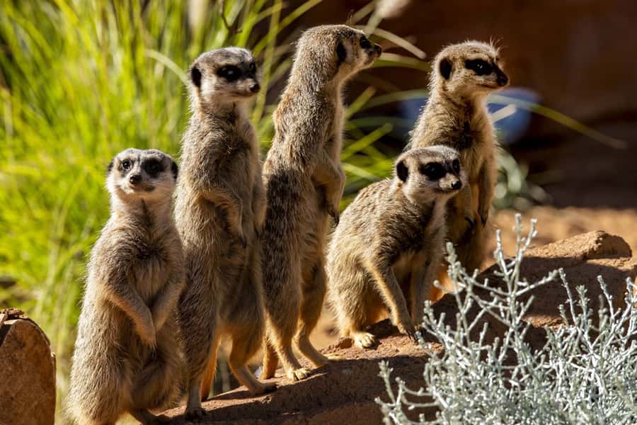 Sydney: Taronga Zoo Tickets - The Animals People Keep Mentioning: What to Aim For