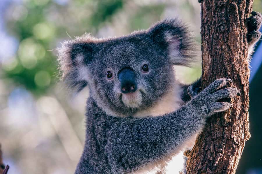 Sydney: Taronga Zoo Tickets - Views Are Not a Side Quest Here