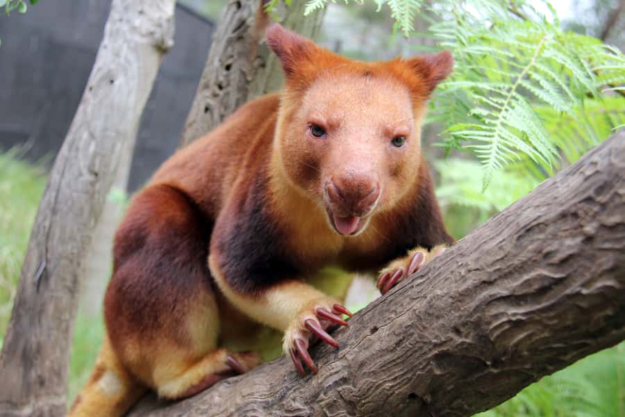 Sydney: Taronga Zoo Tickets - Accessibility and Comfort: What to Know Before You Go