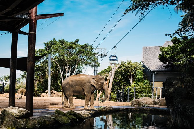 Sydney Taronga Zoo Wild Australia Experience - Quick hit highlights