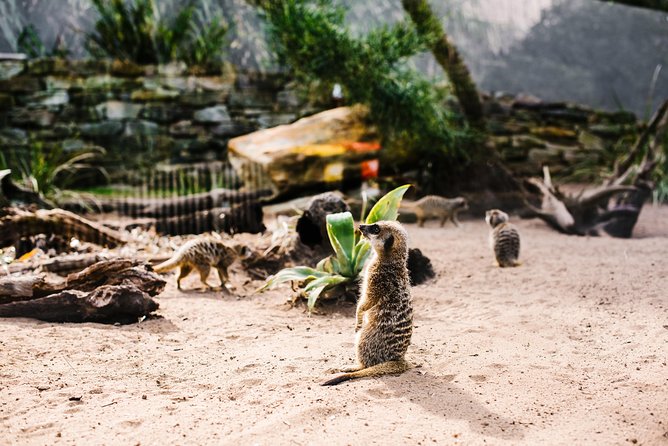 Sydney Taronga Zoo Wild Australia Experience - Getting to the zoo: choosing shuttle or Sky Safari
