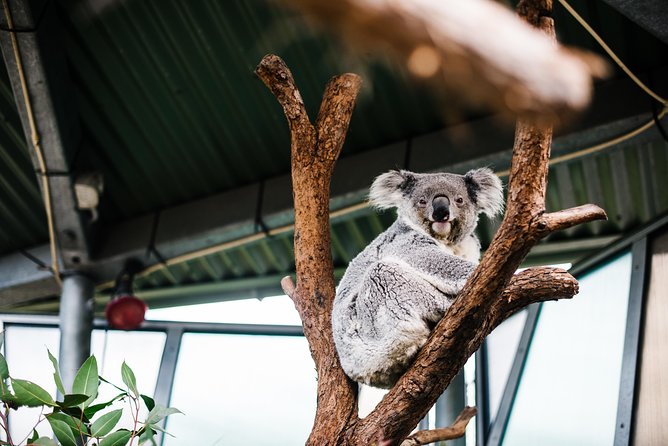 Sydney Taronga Zoo Wild Australia Experience - The Aussie animal circuit: kangaroos, wallabies, emus, and beyond