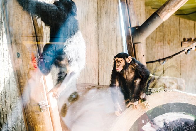 Sydney Taronga Zoo Wild Australia Experience - All-day access plus Harbourview Cafe: plan your return route
