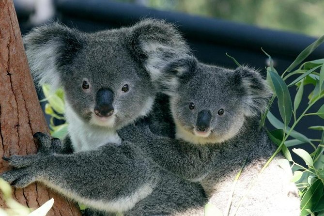Taronga Zoo Entry & Return Ferry - Sydney Harbour - Key things that make this trip work