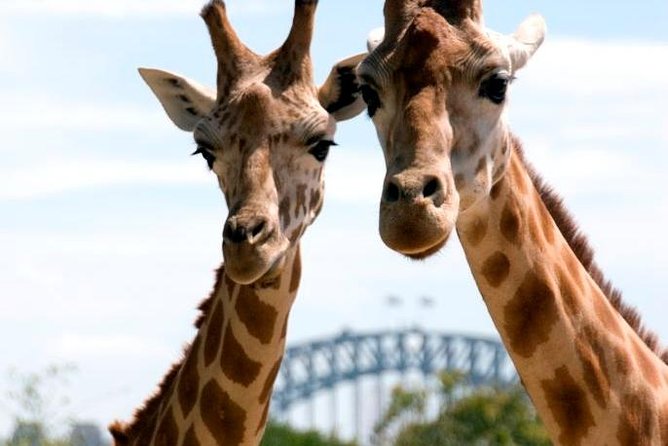 Taronga Zoo Entry & Return Ferry - Sydney Harbour - Harbour Views Plus Animal Time: The Real Appeal