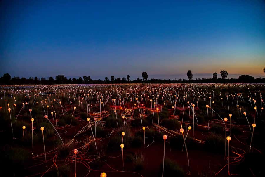 Uluru: Field of Light Sunrise Tour with Hot Drinks - Uluru and Kata Tjuta viewpoints without the extra driving time