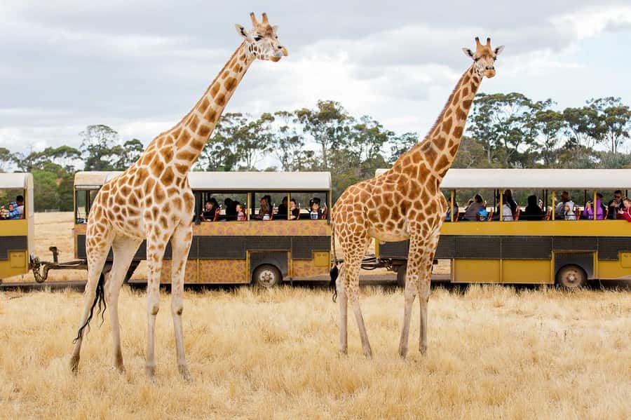 Werribee Open Range Zoo: Entry Ticket - Key highlights you’ll actually feel