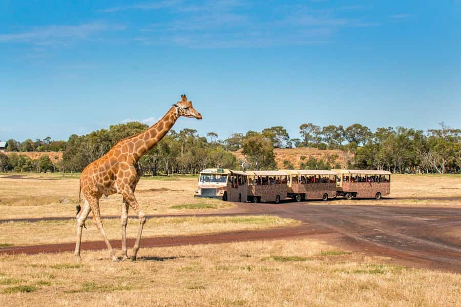 Werribee Open Range Zoo: Entry Ticket - Comfort and what to pack: shade, picnics, and shoes